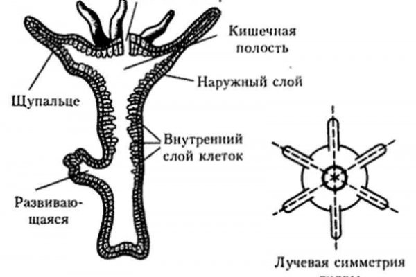 Kraken ссылка kraken link24 info