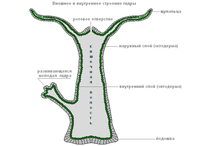 Кракен шоп нарк