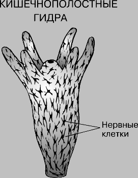 Kraken правильное зеркало krmp.cc